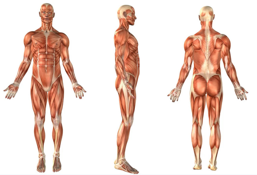 Швейцарские ученые обнаружили у людей неизвестную мышцу