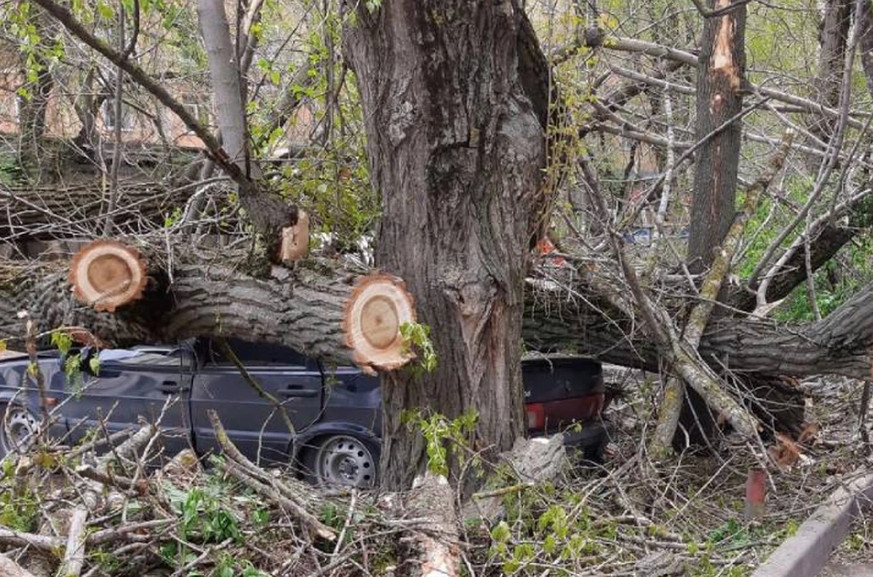 Сегодня в Ростове-на-Дону на четыре автомобиля упало дерево