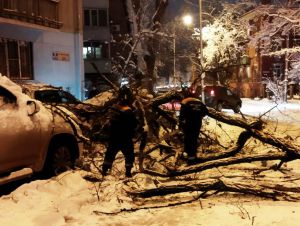 В Ростове 26 автомобилей были повреждены упавшими деревьями