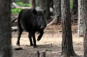 В Ростовской области в охотугодье Багаевское у диких кабанов обнаружена африканская чума свиней