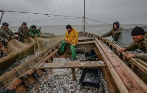 В Таганрогском заливе может произойти массовая гибель рыбы
